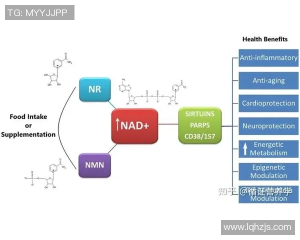 探索ATP足球的魅力与发展历程，揭示其对全球体育文化的深远影响